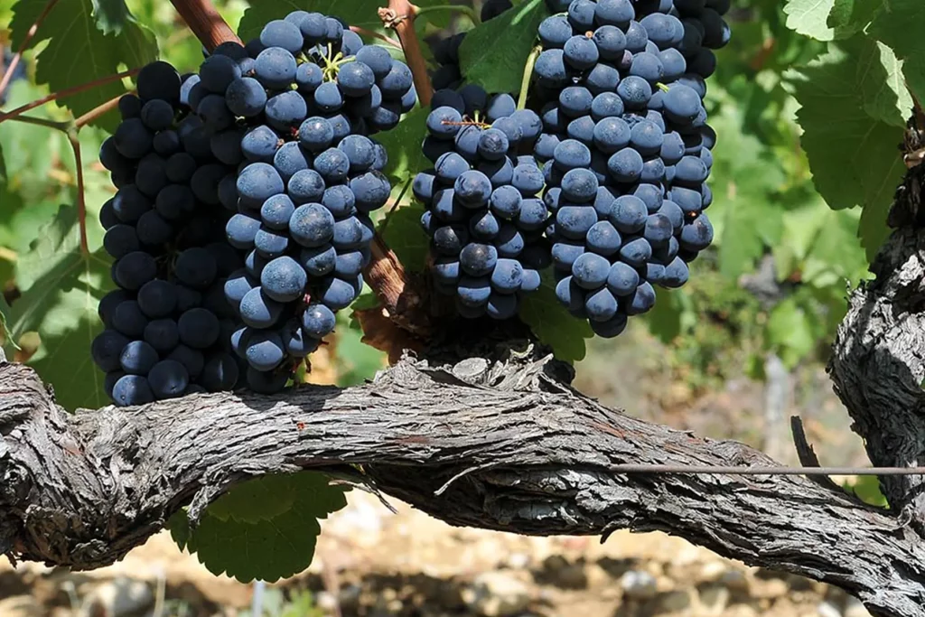 Grappe de raisins noirs du domaine Clos Romane sur un cep de vigne