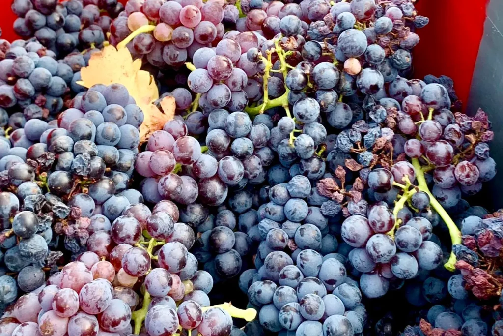 Gros plan sur des grappes de raisins rouges et violets, récoltés et prêts pour la vinification