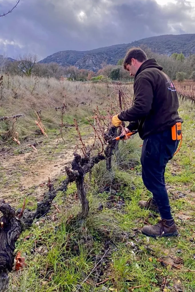 Vigneron taillant les vignes avec des sécateurs dans un champ au domaine