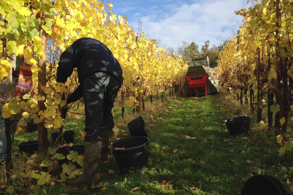 Vendangeurs récoltant les raisins dans les rangées de vignes aux feuilles jaunes d'automne, avec des seaux et une machine à vendanger en arrière-plan, sous un ciel bleu partiellement nuageux