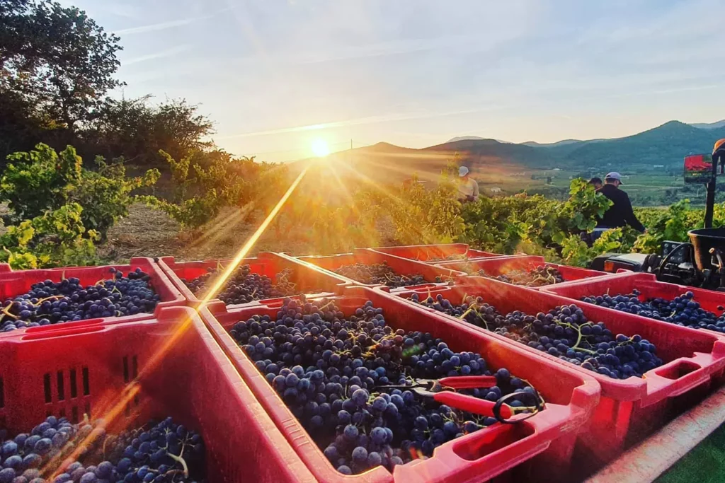 Casiers rouges remplis de grappes de raisins noirs, avec le soleil couchant à l'horizon, créant une atmosphère dorée sur les vignes et les travailleurs du domaine