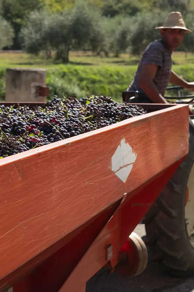 Homme sur un tracteur avec une remorque pleine de raisins