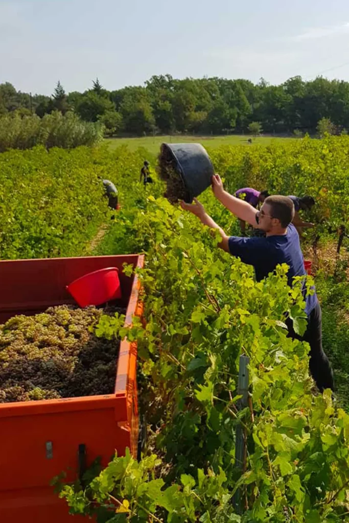 Vendangeur versant des raisins dans une grande remorque orange au milieu d'un vignoble avec des arbres en arrière-plan