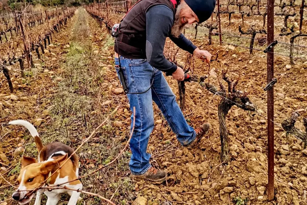 Vigneron du domaine des Romarins taillant les vignes avec son chien à ses côtés, dans une vigne en hiver