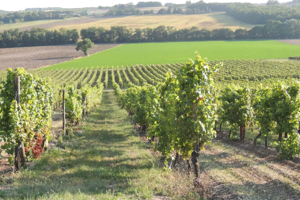 Rangées de vignes bien entretenues s'étendant sur des collines verdoyantes, avec des champs et des forêts en arrière-plan sous une lumière douce du matin