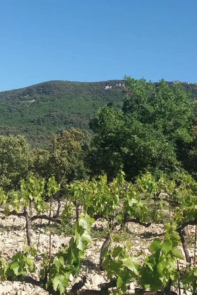 Rangées de vignes verdoyantes avec des collines couvertes de végétation en arrière-plan sous un ciel bleu clair