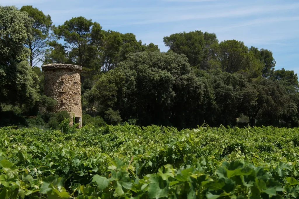 Une vue pittoresque des vignes luxuriantes avec une ancienne tour en pierre se dressant majestueusement en arrière-plan, entourée d'arbres verdoyants sous un ciel bleu clair