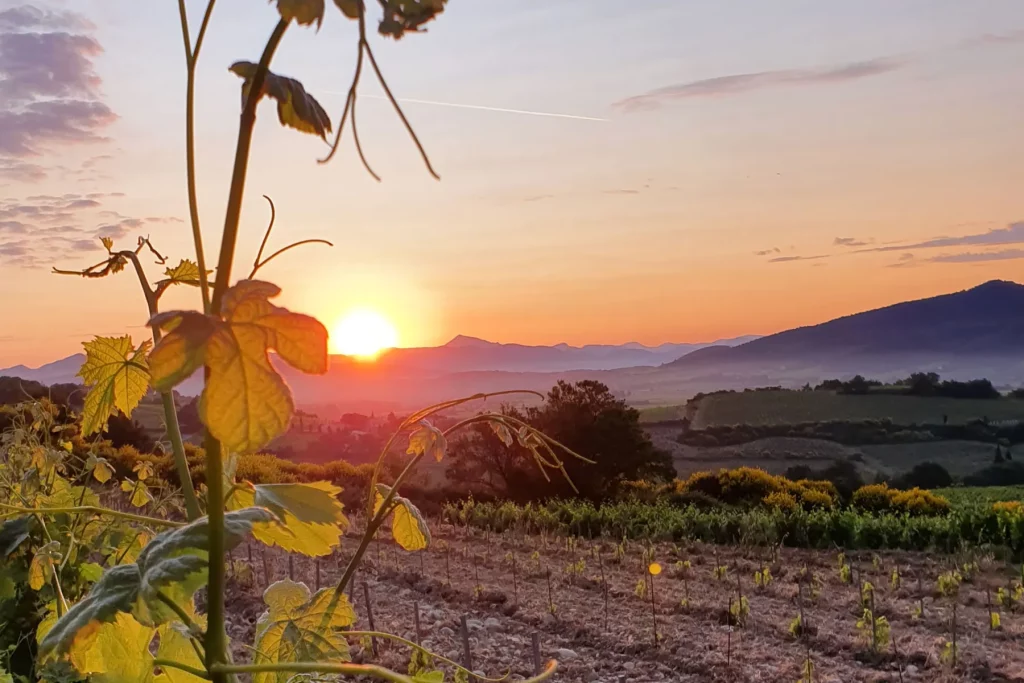 Paysage de vignoble avec des feuilles de vigne au premier plan et le soleil se couchant derrière les montagnes à l'horizon