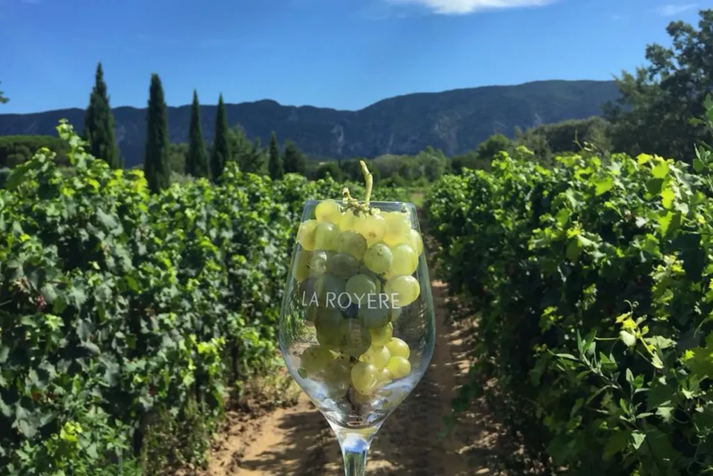 Verre de vin rempli de raisins blancs au milieu du vignoble verdoyant, avec des collines en arrière-plan