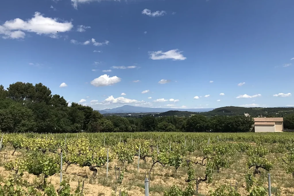 Vue panoramique du vignoble avec des rangées de vignes sous un ciel bleu parsemé de nuages, avec des collines et des montagnes à l'horizon