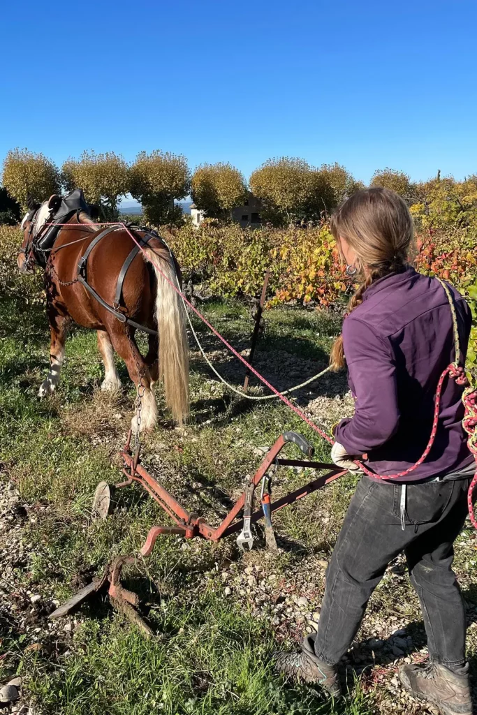 Un cheval de trait laboure le sol d'un vignoble sous un ciel bleu, guidé par une personne en veste violette