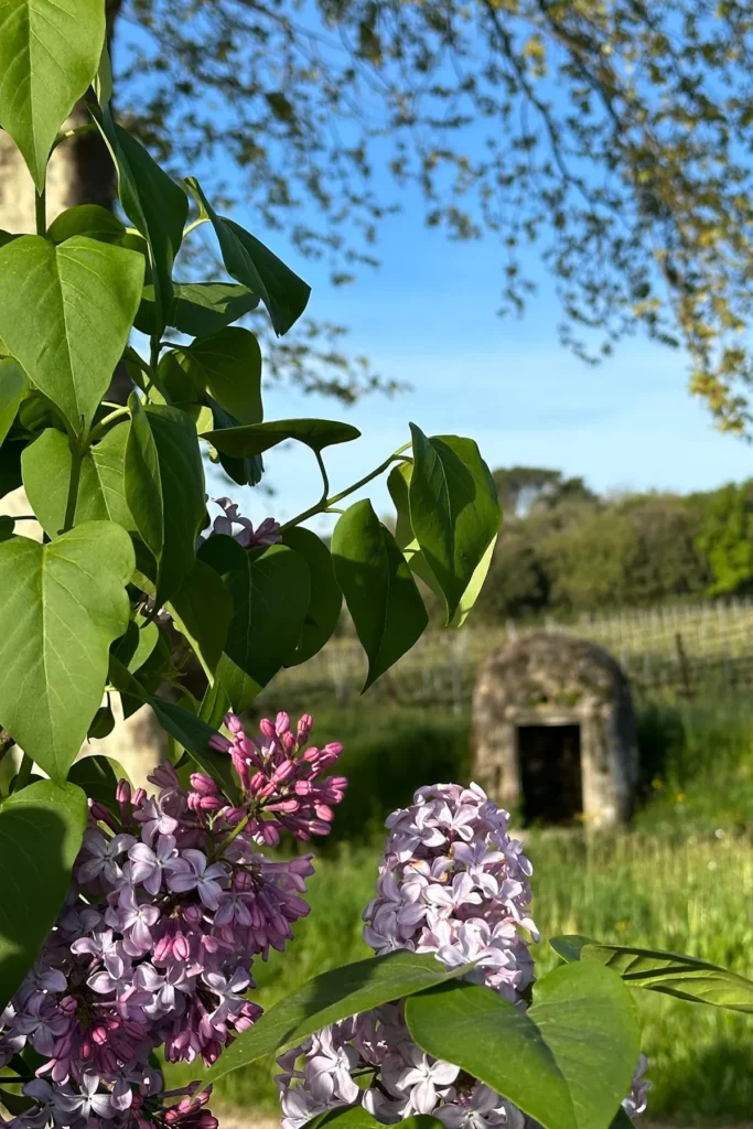 Fleurs de lilas violettes au premier plan, avec leurs feuilles vertes. En arrière-plan, une cabane en pierre entourée de végétation et des vignes sous un ciel bleu