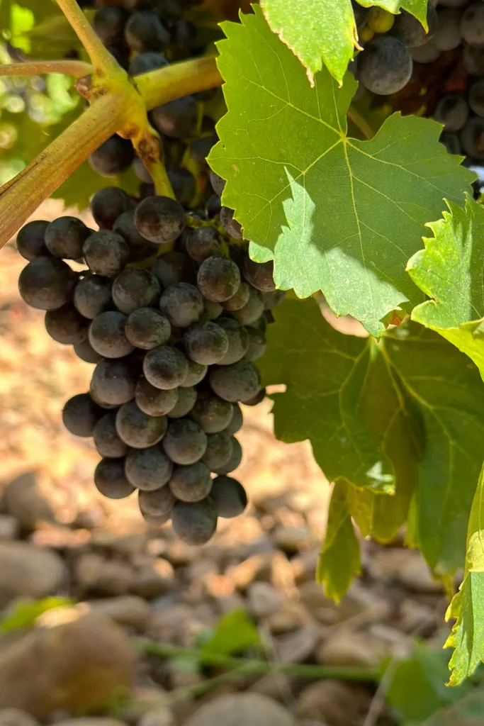 Raisins noirs mûrs attachés à une vigne, entourés de feuilles vertes avec des pierres visibles sur le sol en arrière-plan