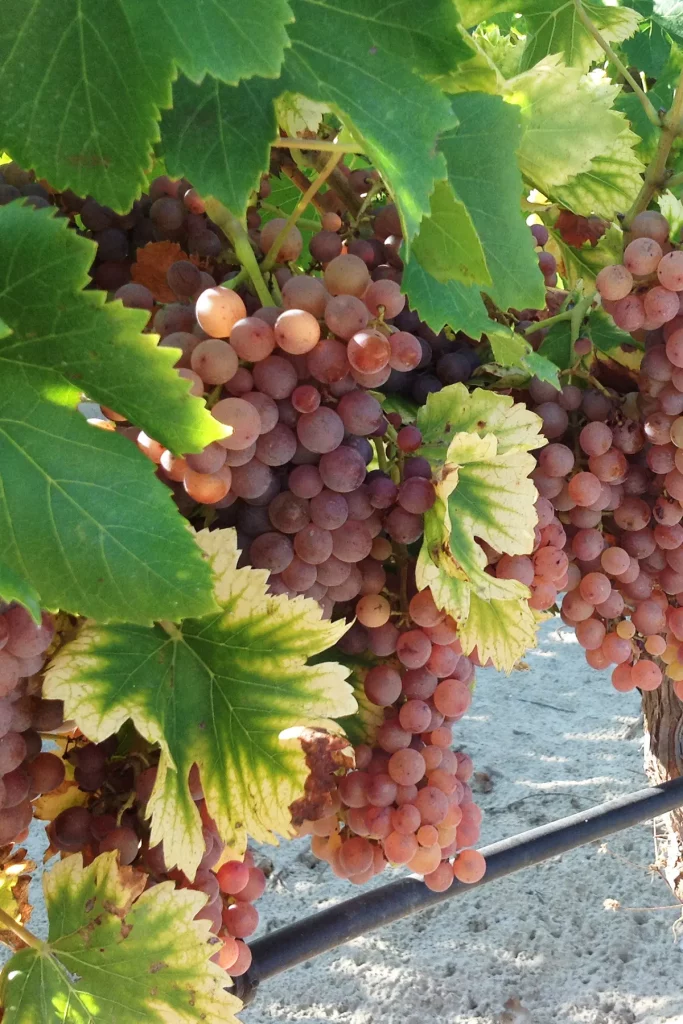 Grappe de raisins Grenache Gris mûrs suspendus à la vigne avec des feuilles vertes en arrière-plan