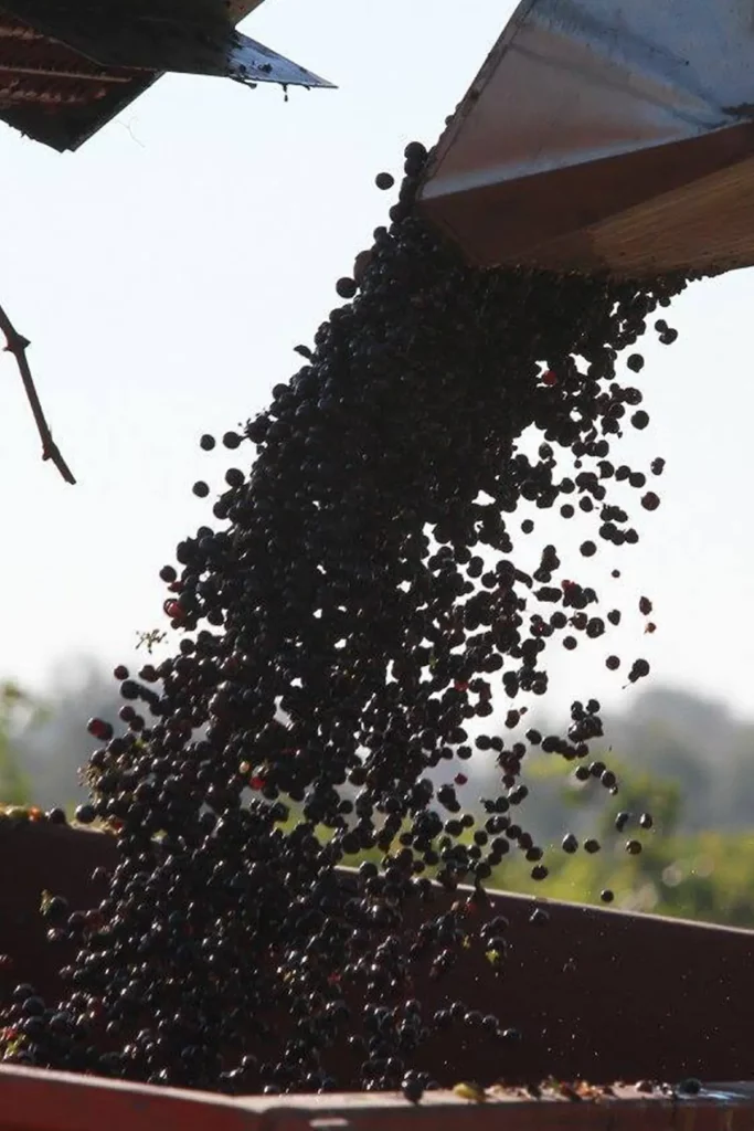 Grappe de raisins noirs déversée dans un bac pendant les vendanges