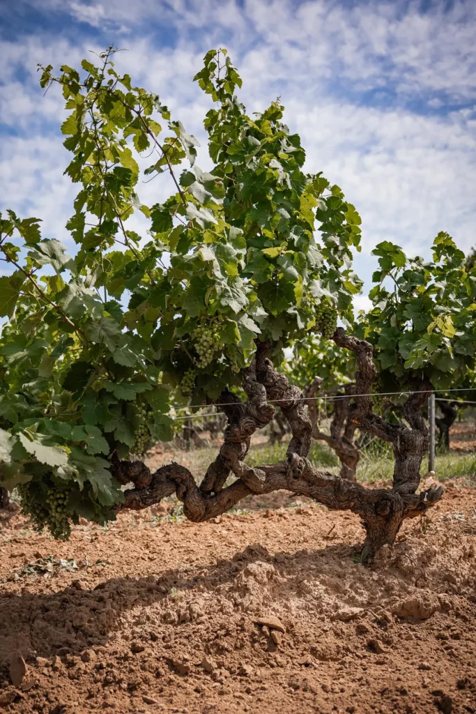 Vieux cep de vigne avec des feuilles vertes luxuriantes et des grappes de raisins verts suspendues. Le cep est planté dans un sol argileux et le ciel nuageux est visible en arrière-plan
