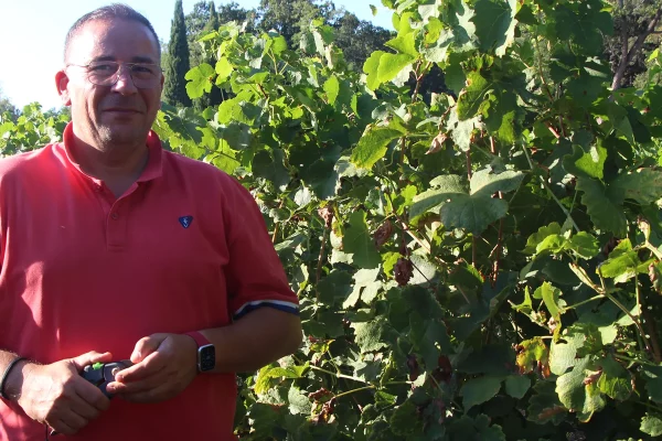 Vigneron en chemise rouge tenant un outil de taille, se tenant debout parmi les vignes verdoyantes du Château de l'Olivète, avec des arbres en arrière-plan