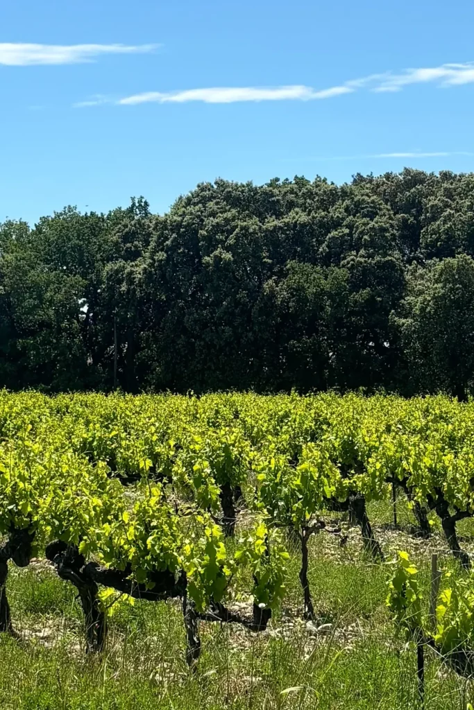 Vignes verdoyantes sous un ciel bleu éclatant, bordées par une dense forêt d'arbres