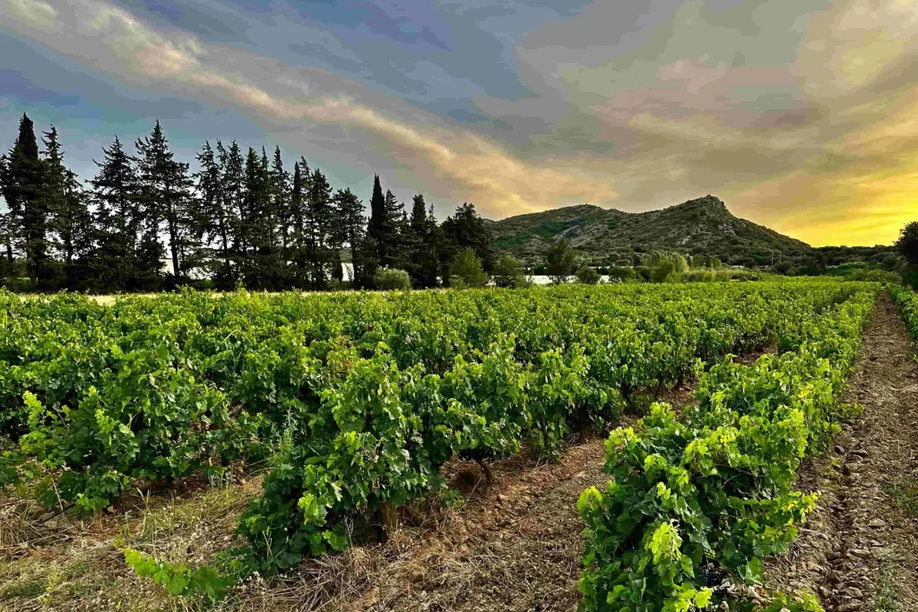 Rangées de vignes verdoyantes avec une colline en arrière-plan, sous un ciel de coucher de soleil aux teintes dorées et rosées. Des arbres se dressent à l'horizon, encadrant le vignoble