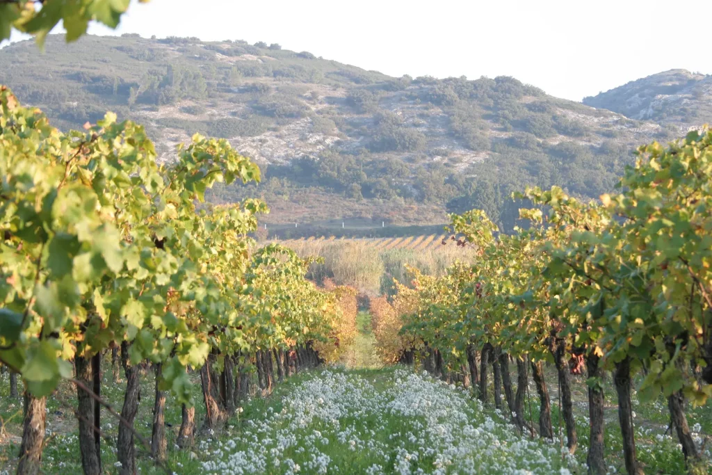 Vignes alignées en rangs sous un ciel dégagé avec des collines en arrière-plan, feuillage verdoyant et sol parsemé de fleurs blanches