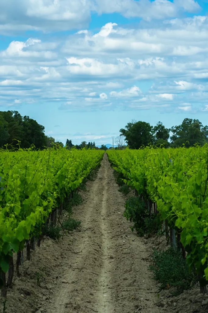 Vue d'un chemin terreux traversant des rangées de vignes verdoyantes sous un ciel bleu partiellement nuageux