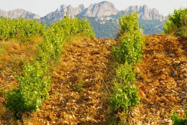 Vignes avec des montagnes en arrière-plan et un sol argileux