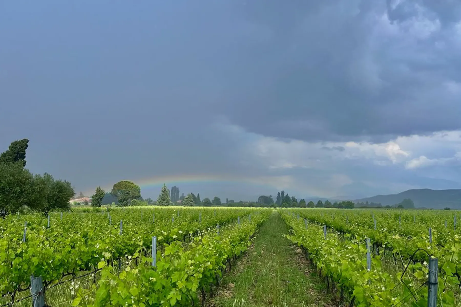 Vignoble du Domaine de l'Agapè