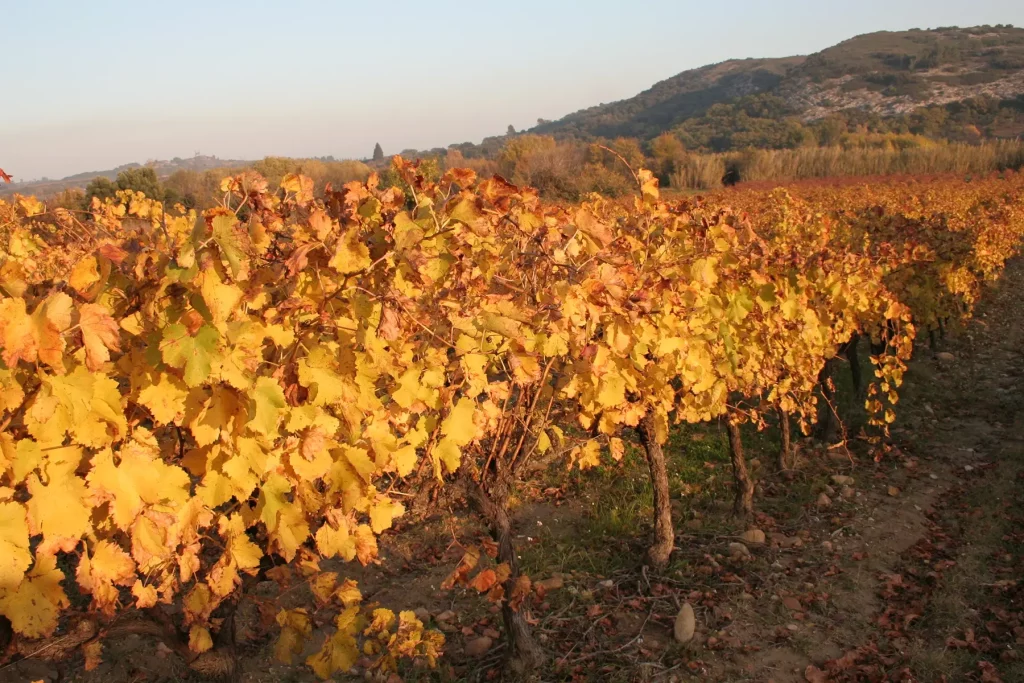 Vignes aux feuilles d'automne dorées s'étendant à perte de vue avec des collines en arrière-plan sous un ciel clair