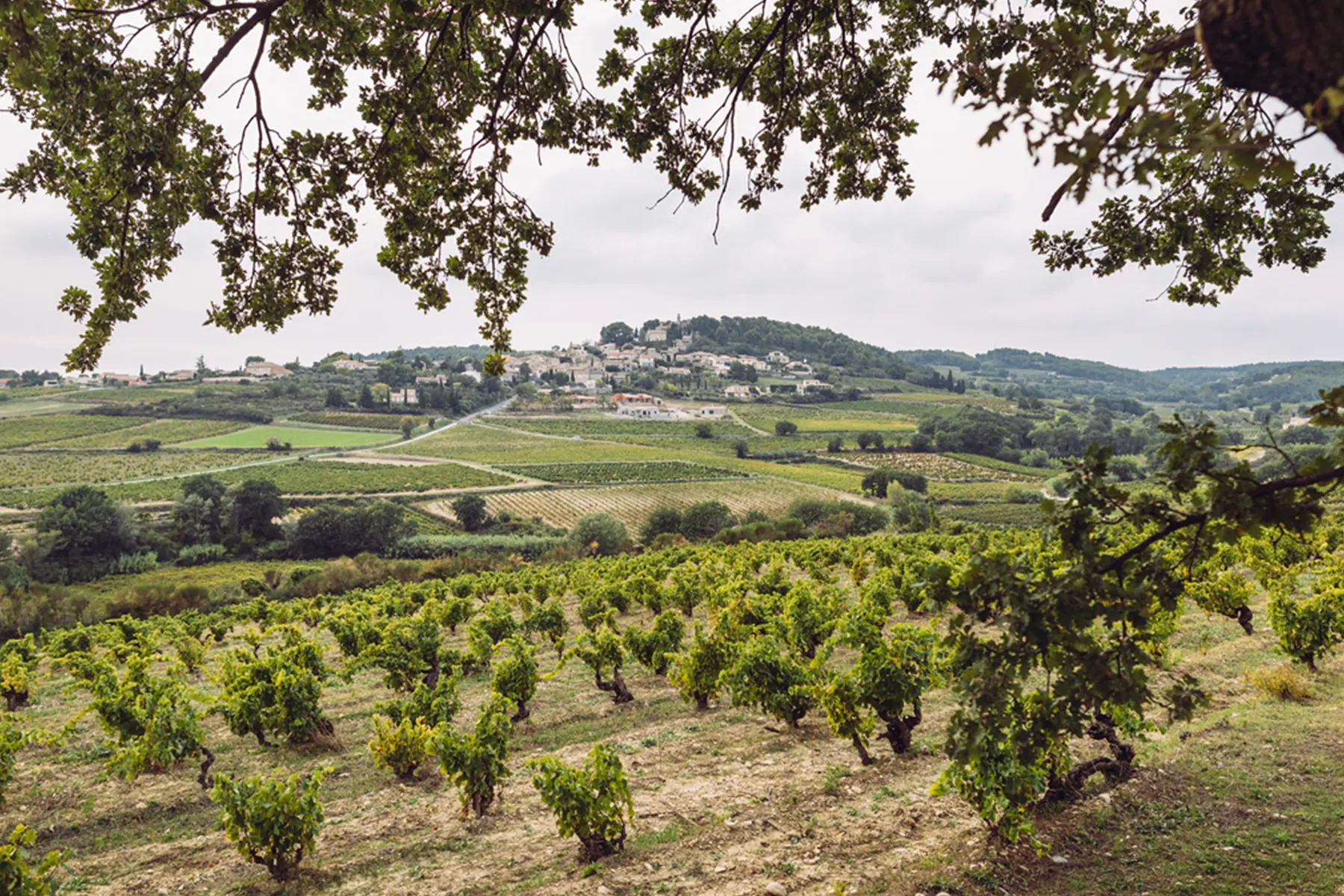 Vignoble du Domaine des Girasols