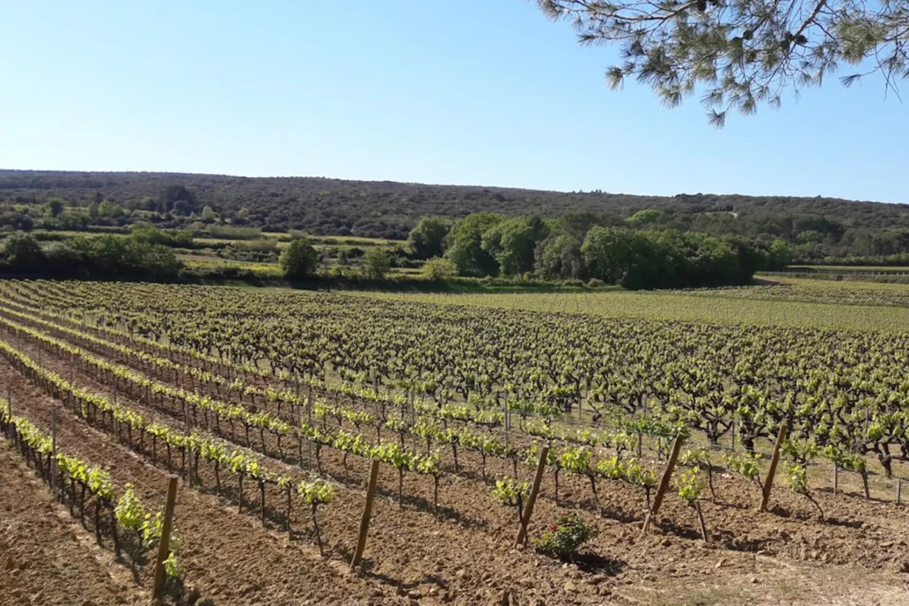 Vignoble du domaine Rochecolombe avec des rangées de vignes bien entretenues s'étendant sur un terrain légèrement vallonné. En arrière-plan, des collines boisées sous un ciel bleu clair