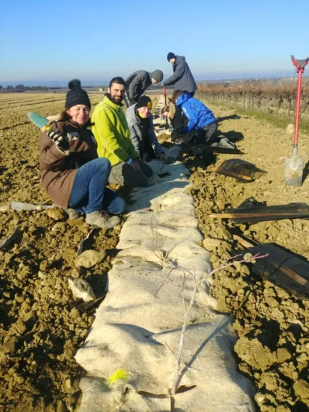 Travail dans les vignes