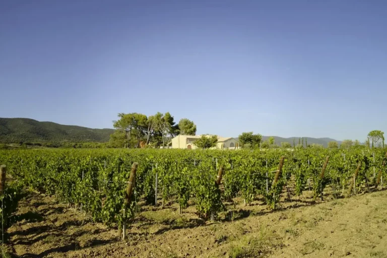 Domaine de MasLauris