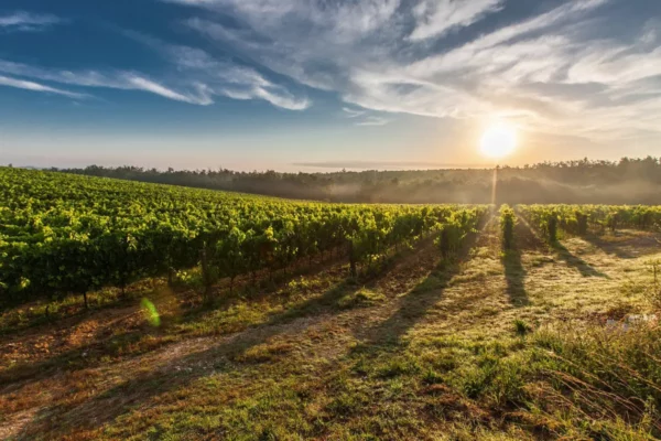 Les Vignerons de Marguerittes