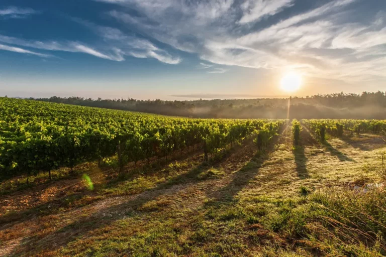 Les Vignerons de Marguerittes