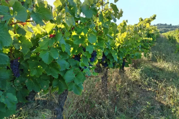 Domaine de l'Amandier