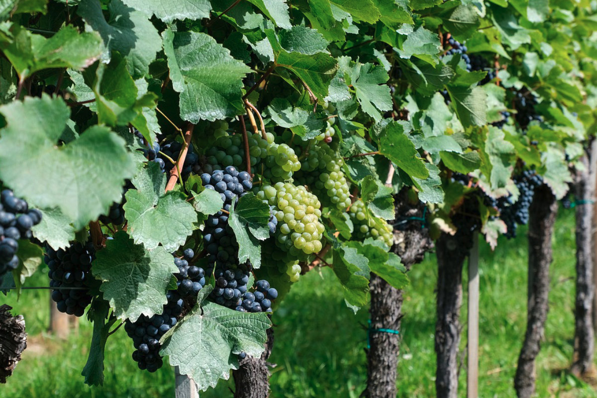 Domaine de l'Amandier