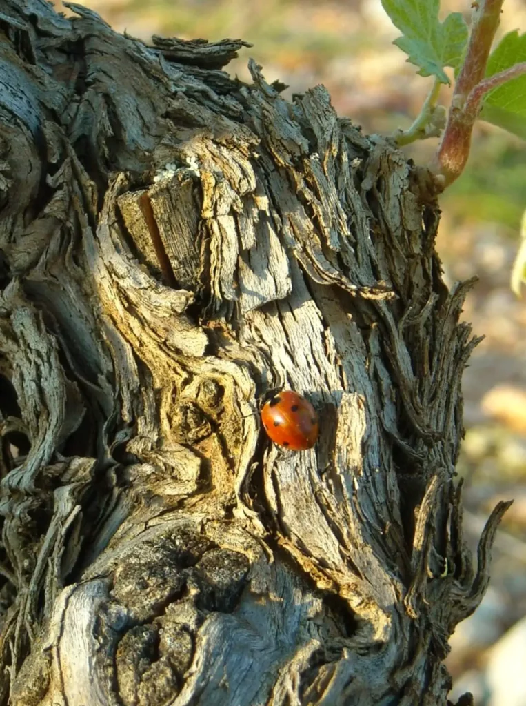Une coccinelle sur un cep de vigne