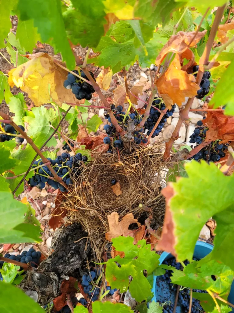 Un nid dans les vignes