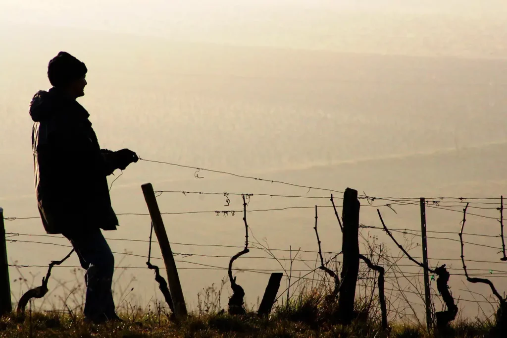 Travail dans les vignes