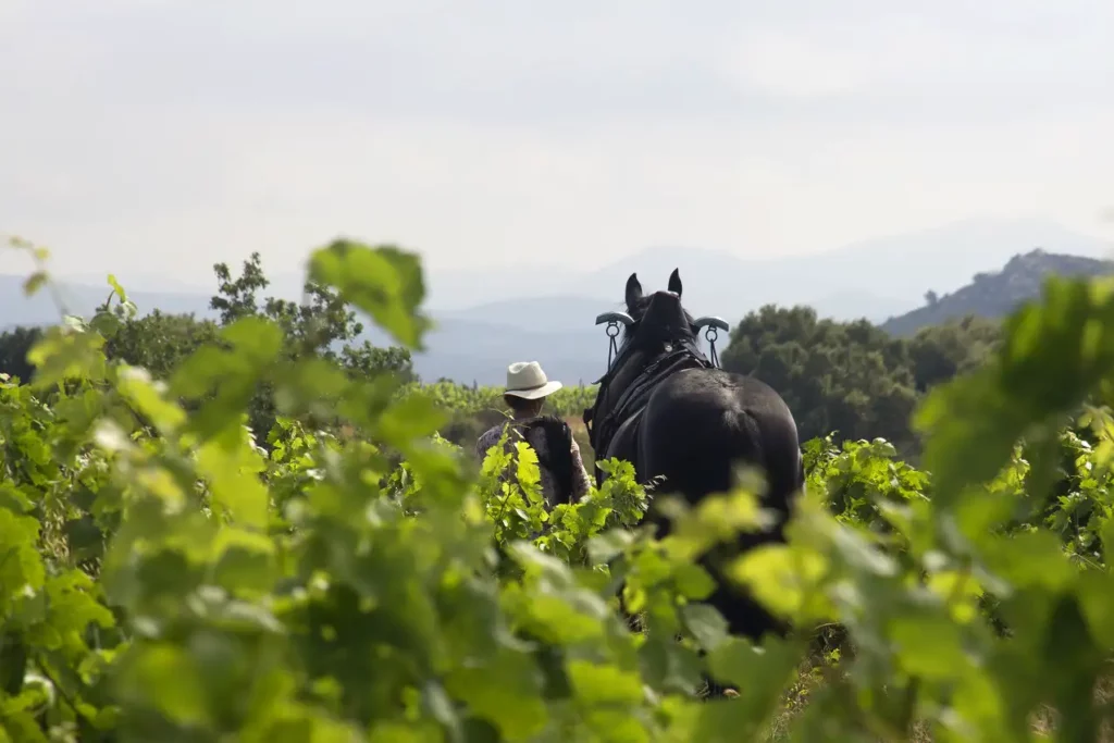 Travail du sol avec un cheval de trait
