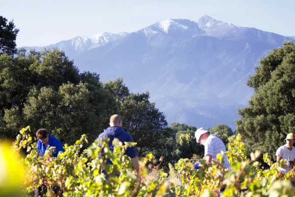 Travail dans les vignes au Mas Llossanes