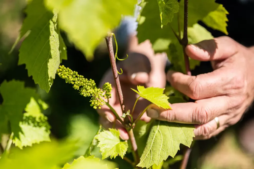 Les vignes du Château des Gimarets