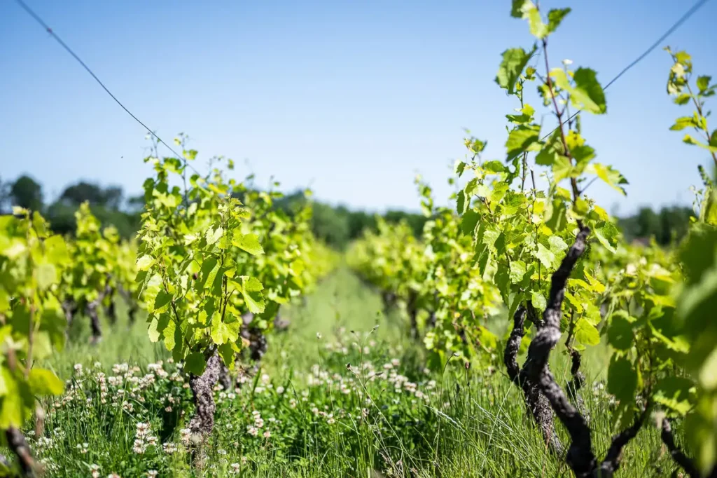 Les vignes du Château des Gimarets