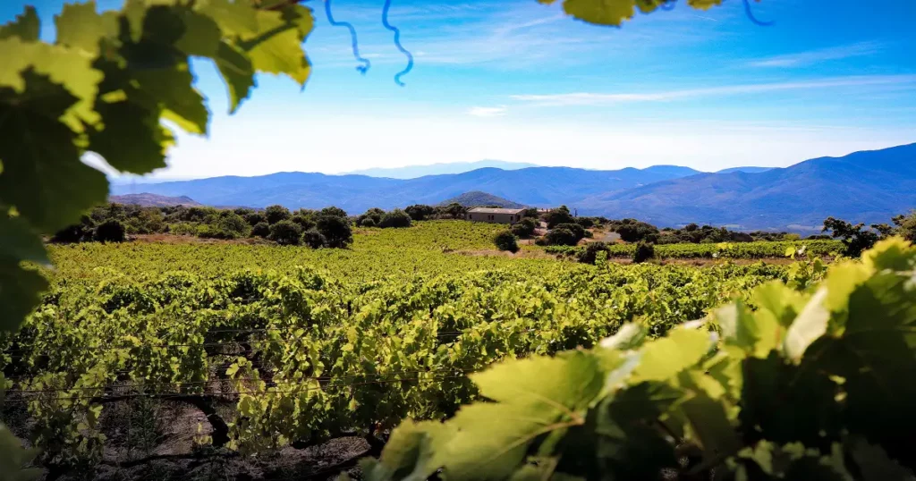 Les vignes du Mas Llossanes