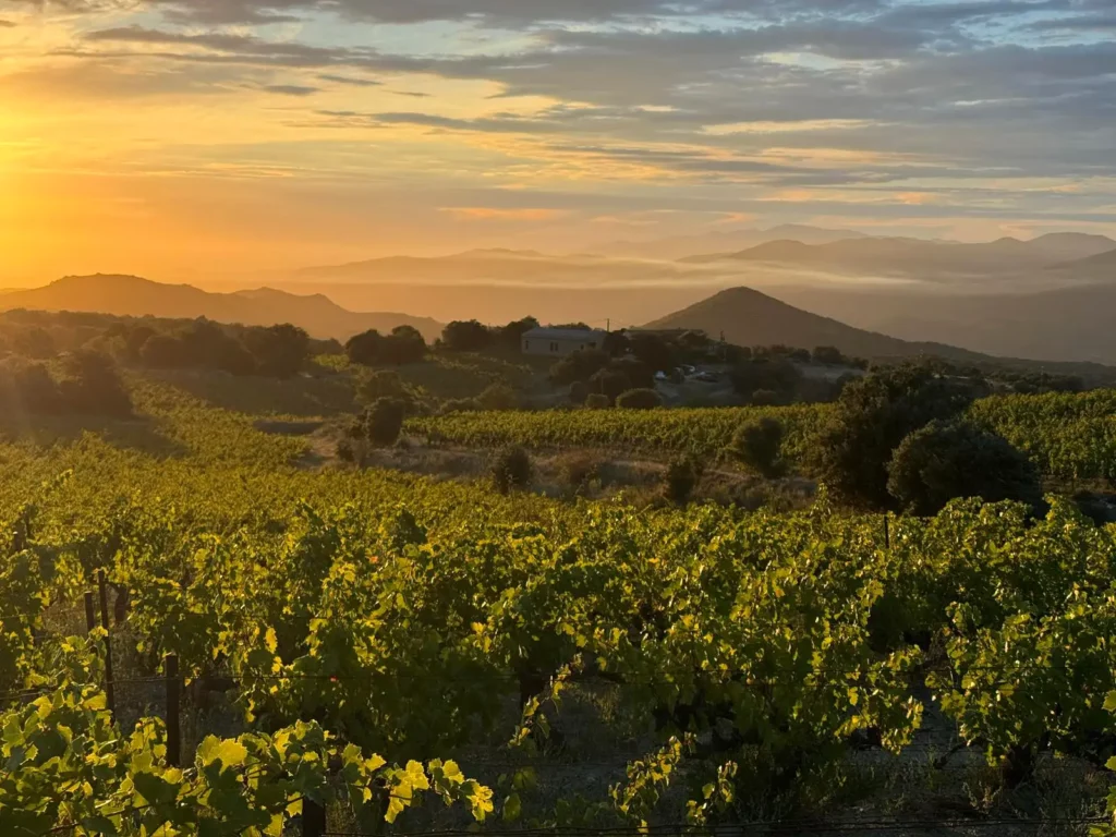 Les vignes du Mas Llossanes au coucher du soleil