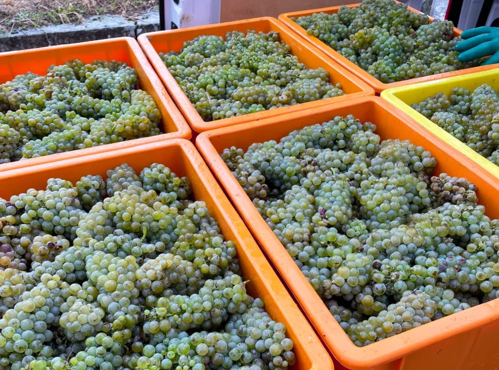 Grappes de Chenin