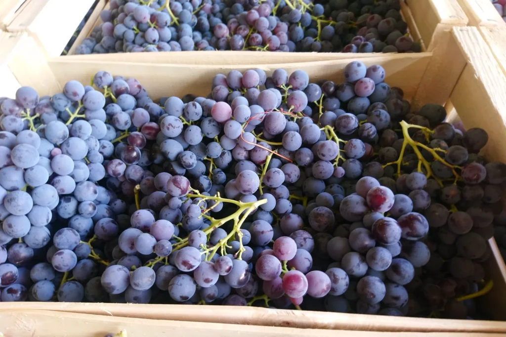 Grappes de raisin noir à maturité