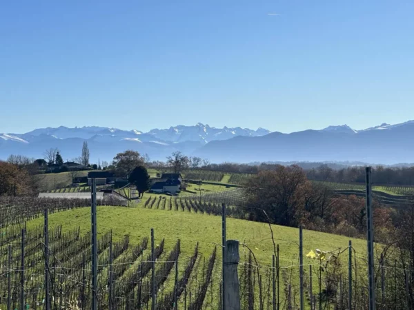 Vignes du Domaine Bordenave