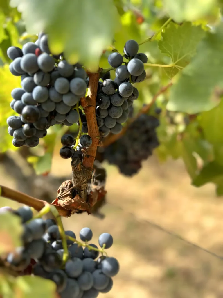 Le raisin du Mas des Terrasses
