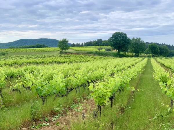 Les vignes du Mas des Terrasses